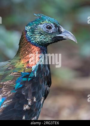 Ein männlicher Himalaya Monal (Lophophorus impejanus) im Miami Zoo, Miami, Florida, USA. Stockfoto