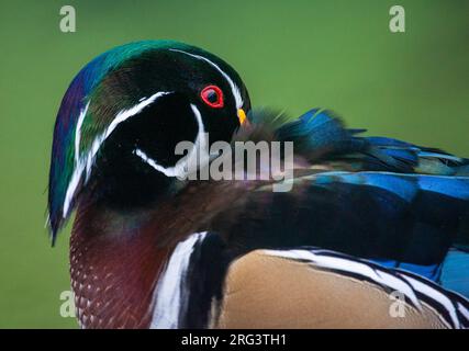 Männliche Holzente (Aix sponsa) auf den Azoren. Vielleicht ein wilder Landstreicher aus Nordamerika. Stockfoto