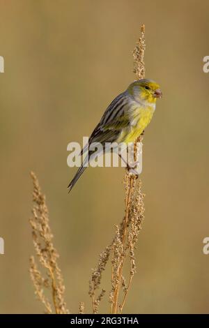 Mannetje Kanarie; Männliche Atlantik Kanarische Stockfoto