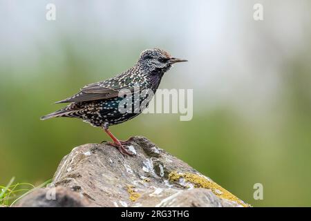 Erwachsener männlicher Azores Starling (Sturnus vulgaris granti), der auf einem Felsen in Vila do Corvo, Corvo, Azoren, Portugal singt. Stockfoto