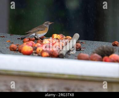 Der erste Winter, der im Regen auf Vlieland (Niederlande) auf einem Dach steht, war ein männlicher, mit Augenbrauen versehener Thrush (Turdus obscurus). Extrem seltener Landstreicher nach Europa. Stockfoto