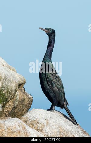 Adulter Erwachsener Pelagic Cormorant (Phalacrocorax pelagicus) in nicht zuchtfähigem Gefieder an der Küste von Monterey County, Kalifornien, USA. Auch bekannt Stockfoto