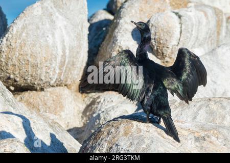 Adulter Erwachsener Pelagic Cormorant (Phalacrocorax pelagicus) in nicht zuchtfähigem Gefieder an der Küste von Monterey County, Kalifornien, USA. Auch bekannt Stockfoto