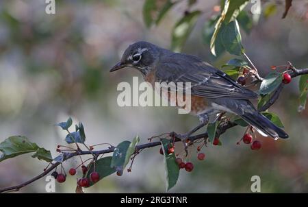 Amerikanischer Robin (Turdus migratorius), weiblich im Busch mit Beeren in New Jersey, USA Stockfoto