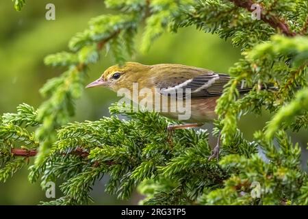 Erster Winter: Männlicher Bachbrust Warbler (Setophaga castanea) auf einem Wacholderbaum im Lighthouse Valley, Corvo, Azoren, Portugal. Stockfoto