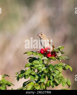 Rosenfink, Carpodacus erythrinus), die von den Rosenberriern in Vlieland, Niederlande, gegessen werden. Stockfoto