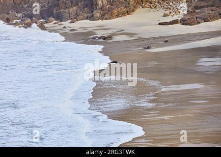 Atlantiksurfe rollt auf den Sand der abgelegenen Portheras Cove, Pendeen, an der Atlantikküste im äußersten Westen von Cornwall, Großbritannien. Stockfoto