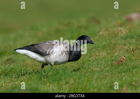 Witbuikrotgans foeragerend; Brent Goose Nahrungssuche Stockfoto