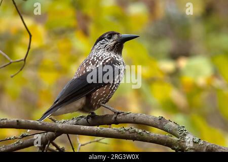 Gefleckter Nussknacker (Nucifraga caryocatactes caryocatactes), ausgewachsener Vogel hoch oben auf einem Ast, herbstfarbene gelbe Blätter als Hintergrund Stockfoto