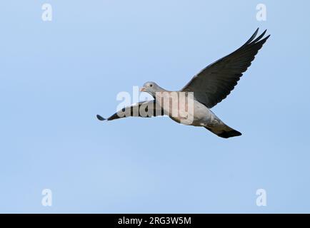 Junge, im ersten Jahr geflogene Common Wood Pigeon (Columba Palumbus), die im blauen Himmel umherwandern und die Unterseite zeigen Stockfoto