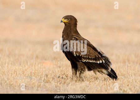 In Schreeuwarend zit; Schreiadler auf dem Boden gehockt Stockfoto