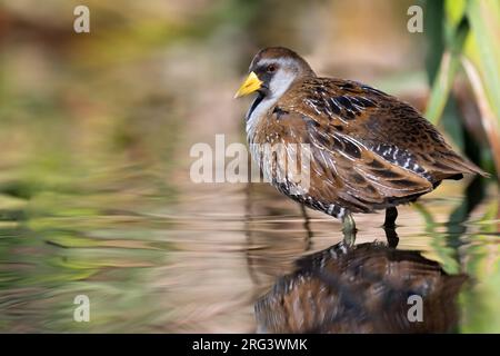 Adulte Sora (Porzana carolina) in nordamerikanischen Feuchtgebieten. Stockfoto