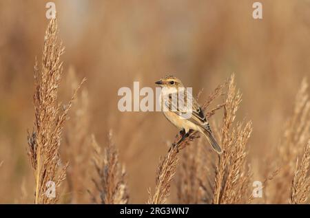 Sibirisches Stonechat (Sachsen-maurus), erstes Kalenderjahr im Schilf, von der Seite gesehen. Stockfoto