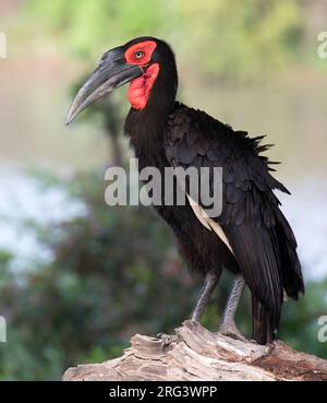 Südlicher Ground Hornbill (Bucorvus leadbeateri) aus nächster Nähe in Südafrika. Stockfoto