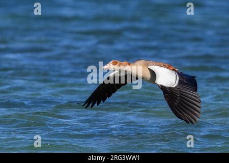 Ägyptische Gans (Alopochen aegyptiaca), Erwachsene im Flug, Westkap, Südafrika Stockfoto