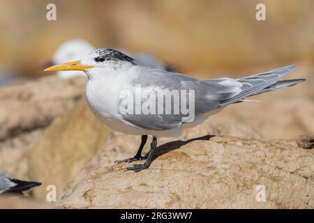 Swift Tern (Thalasseus bergii), im Winter erwachsenes Gefieder auf einem Felsen, Westkap, Südafrika Stockfoto