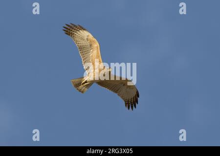 Onvolwassen Havikarend in Vlucht; unreif Bonelli Adler im Flug Stockfoto