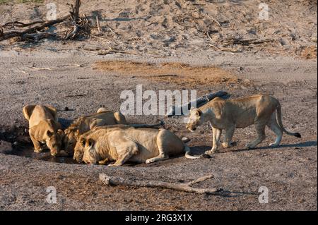 Panthera leo, ein stolzer Löwe, trinkt an einem kleinen Wasserloch im Savuti-Sumpfgebiet des Chobe National Park. Botswana. Stockfoto