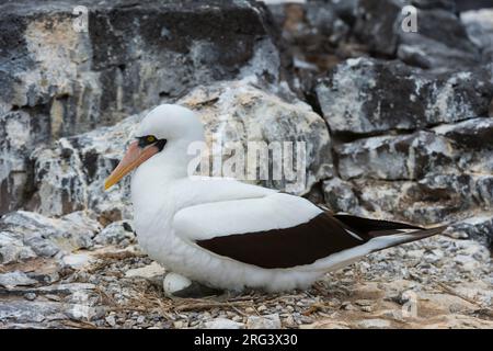 Ein Nazca-Booby, Sula dactylatra granti, auch als maskierter Booby bekannt, sitzt auf dem Nest. Espanola Island, Galapagos, Ecuador Stockfoto