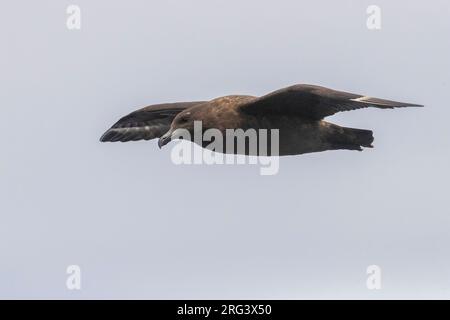 Brown Skua (Stercorarius antarcticus), Seitenansicht eines Flugindividuums, Westkap, Südafrika Stockfoto