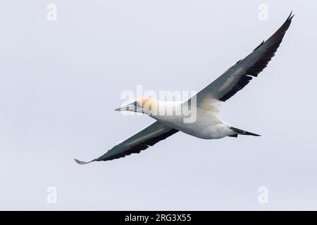 Kap Gannet (Morus capensis), Erwachsener im Flug, Westkap, Südafrika Stockfoto