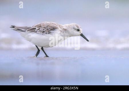 Sanderling (Calidris alba) Spaziergang am Strand, mit Sand und Wasser als Hintergrund. Stockfoto