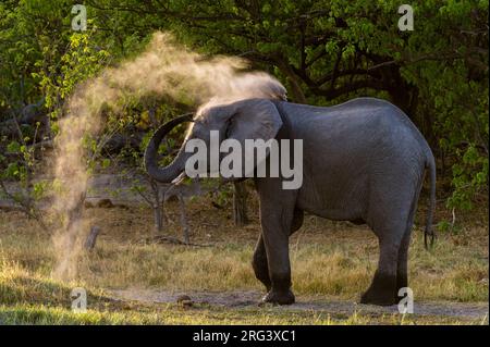 Ein afrikanischer Elefant, Loxodonta africana, nimmt ein Staubbad in der Khwai-Konzession des Okavango-Deltas. Botswana. Stockfoto