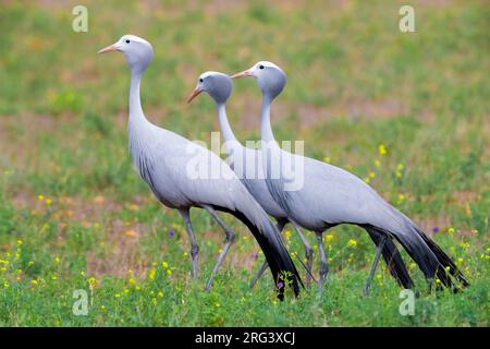 Blue Crane (Grus paradisea), drei Erwachsene, die in einem Grasland, Western Cape, Südafrika, wandern Stockfoto