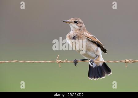 Capped Wheatear (Oenanthe pileata), juvenile thront auf einem Stacheldraht, Western Cape, Südafrika Stockfoto