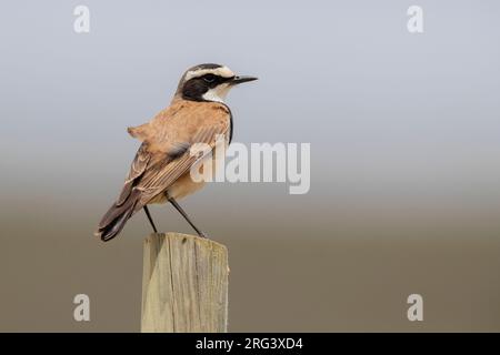 Kapped Wheatear (Oenanthe pileata), Erwachsener, der auf einem Pfosten steht, Westkap, Südafrika Stockfoto