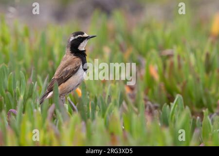 Capocked Wheatear (Oenanthe pileata), Seitenansicht eines Erwachsenen, der unter Hottentot-Feigen steht, Western Cape, Südafrika Stockfoto