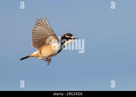 Capised Wheatear (Oenanthe pileata), Seitenansicht eines Erwachsenen im Flug, Westkap, Südafrika Stockfoto