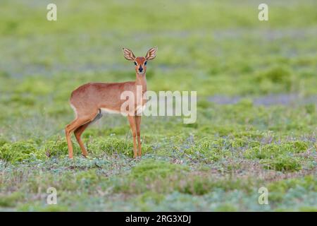 Steenbok (Raphicerus campestris), erwachsenes Weibchen auf dem Boden stehend, Mpumalanga, Südafrika Stockfoto