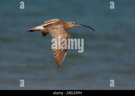 Wulp in Vlucht; Eurasian Curlew im Flug Stockfoto