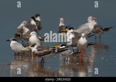 Grote Kuifstern in zit; Swift Tern in Zit Stockfoto