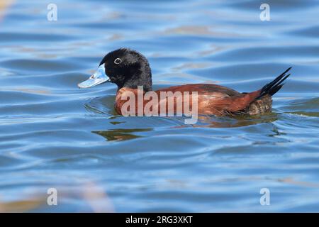 Maccoa Duck (Oxyura maccoa), Seitenansicht eines erwachsenen Mannes, der in einem See schwimmt, Westkap, Südafrika Stockfoto