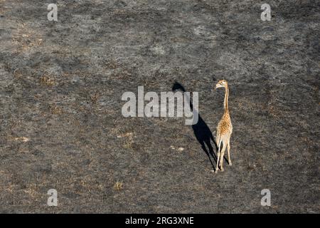 Eine Luftaufnahme einer Giraffe, Giraffe camelopardalis, die nach einem Buschfeuer im Okavango-Delta von Botswana spaziert. Botswana. Stockfoto