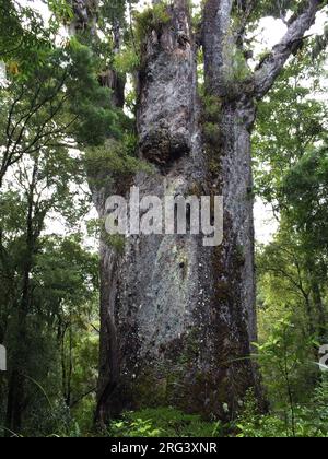 TE Matua Ngahere, ein riesiger Kauri (Agathis australis) Nadelbaum im Waipoua Forest der Northland Region, Neuseeland. Auch bekannt als ‘’Vater von Stockfoto