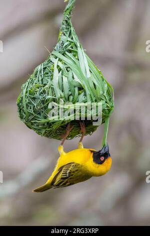 Südlicher maskierter Weber (Ploceus velatus), erwachsenes Männchen, das sein Nest baut, Mpumalanga, Südafrika Stockfoto