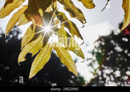 Ein sunstar platzt in einem englischen Garten in Devon, Großbritannien, durch die Blätter eines Baumes in Herbstfarbe Stockfoto