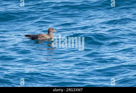 Flesh-footed Shearwater (Ardenna carneipes) schwimmt auf dem Ozean vor Neuseeland. Stockfoto