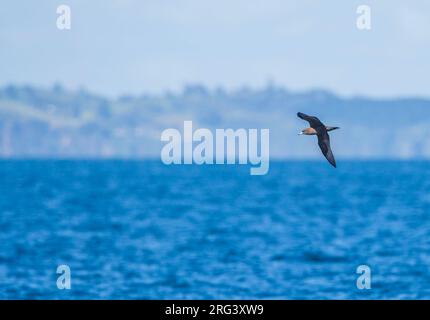 Flesh-footed Shearwater (Ardenna carneipes) im Flug über den Ozean vor Neuseeland. Stockfoto