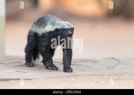 Honey Badger (Mellivora capensis), Wandern für Erwachsene, Mpumalanga, Südafrika Stockfoto