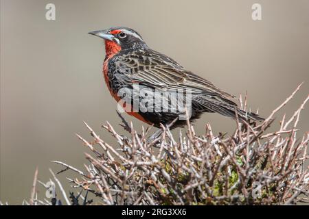 Ein männlicher Langschwanzmeadowlark (Leistes loyca) in Mendoza, Argentinien. Stockfoto