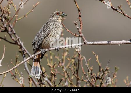 Eine weibliche Phytotoma Rara in Manizales, Argentinien. Stockfoto