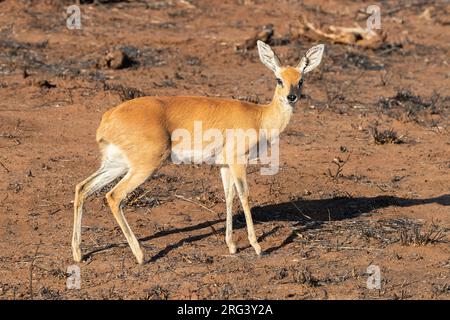 Steenbok (Raphicerus campestris), erwachsenes Weibchen auf dem Boden stehend, Mpumalanga, Südafrika Stockfoto