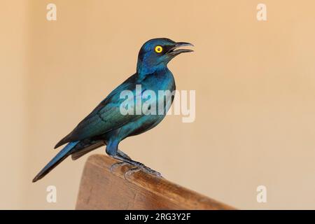 Cape Starling (Lamprotornis niens), Seitenansicht eines Erwachsenen, der auf einer Bank steht, Mpumalanga, Südafrika Stockfoto