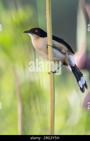 Schwarzkappendonacobius (Donacobius atricapilla) in Guyana. Stockfoto