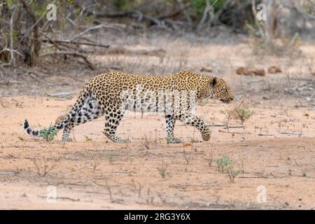 Leopard (Panthera pardus), Erwachsene Hündin, die sich auf eine Beute zuschleicht, Mpumalanga, Südafrika Stockfoto