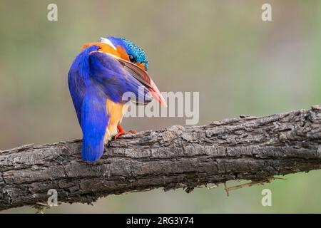 Malachit-Eisvogel (Corythornis cristatus), adulter Präening auf einem Zweig, Mpumalanga, Südafrika